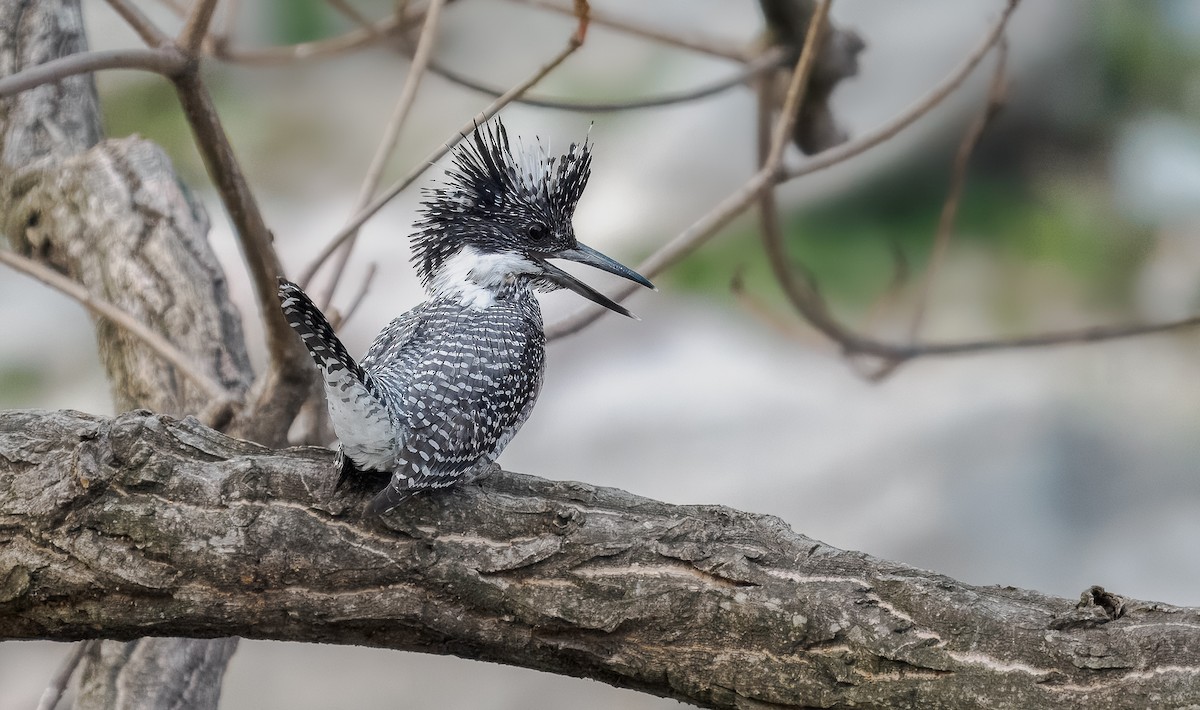 Crested Kingfisher - ML616817259