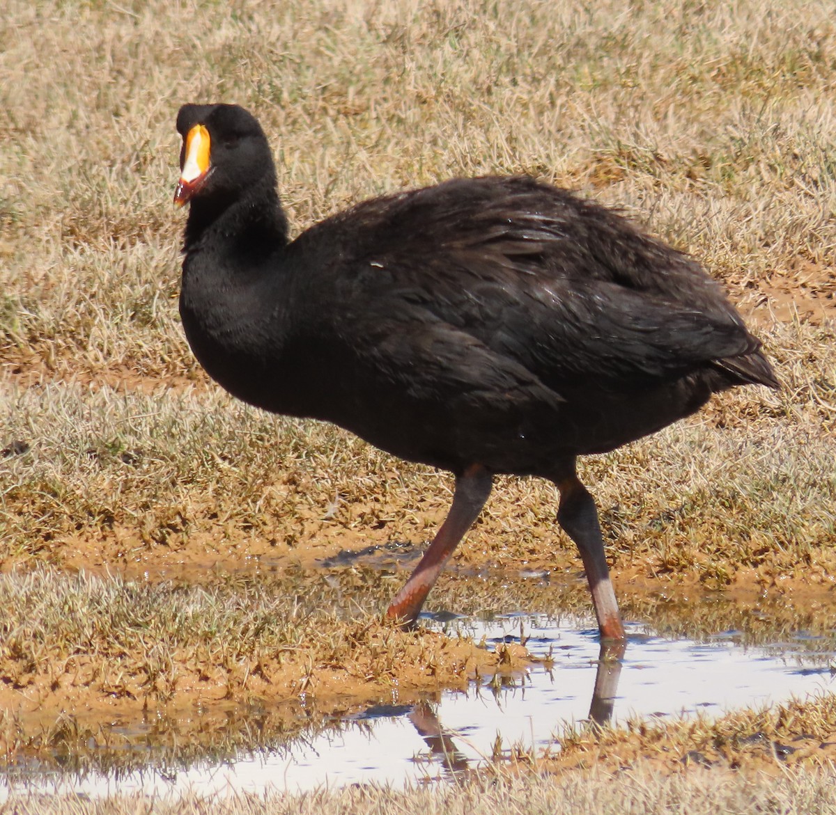 Giant Coot - ML616817284