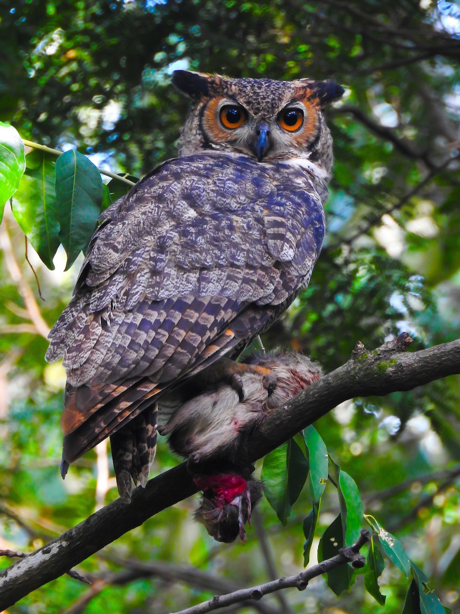 Great Horned Owl - Moroni - PassarinWeb