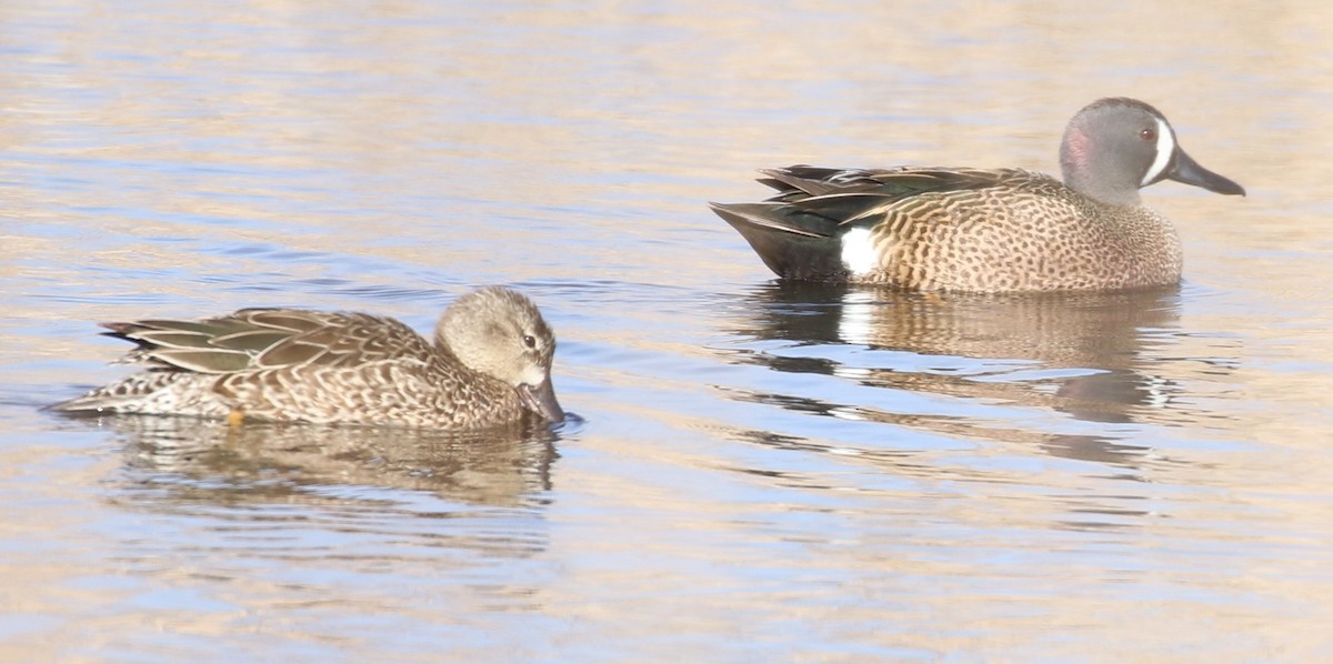 Blue-winged Teal - ML616817349