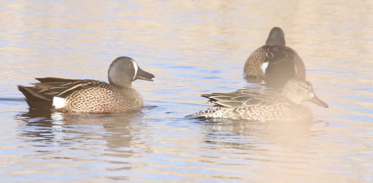 Blue-winged Teal - ML616817352