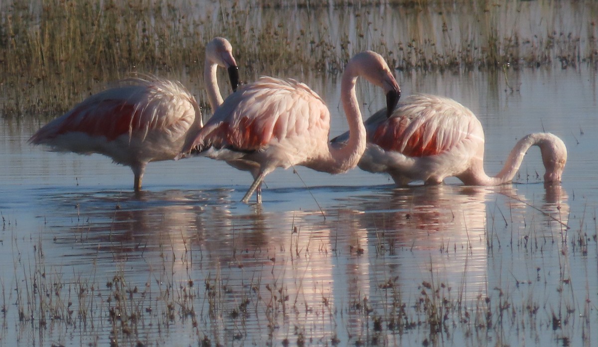 Chilean Flamingo - ML616817518