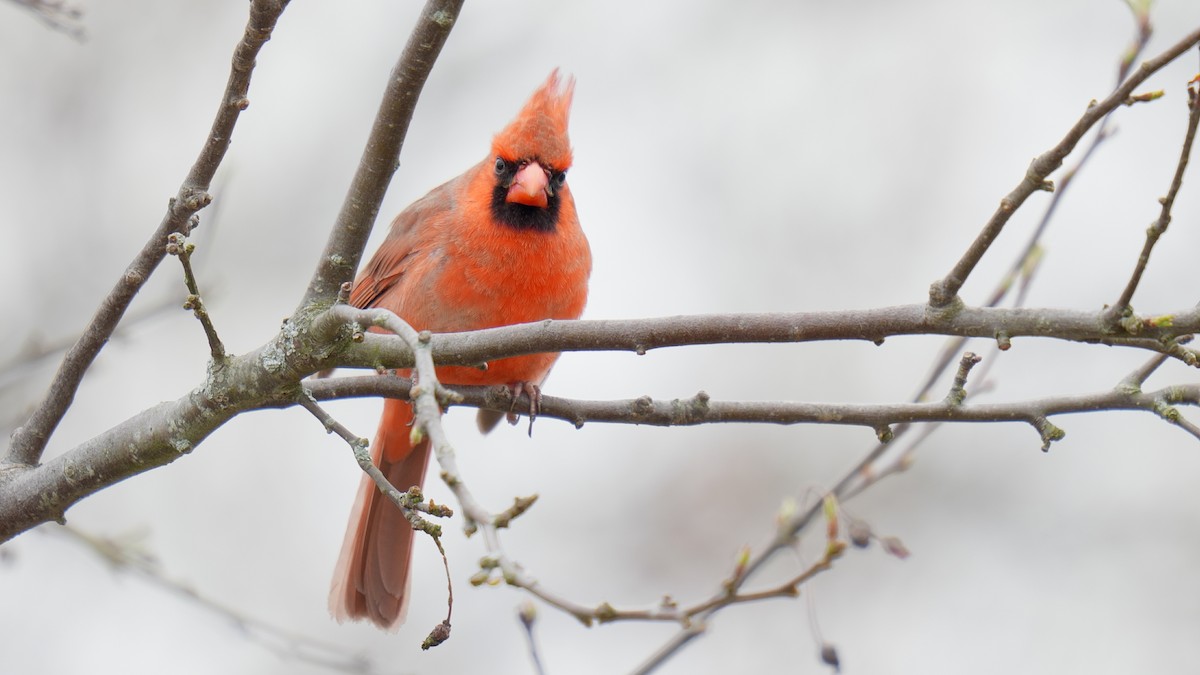 Cardinal rouge (groupe cardinalis) - ML616817610