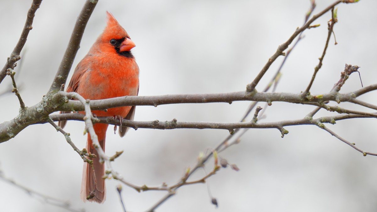 Cardinal rouge (groupe cardinalis) - ML616817611