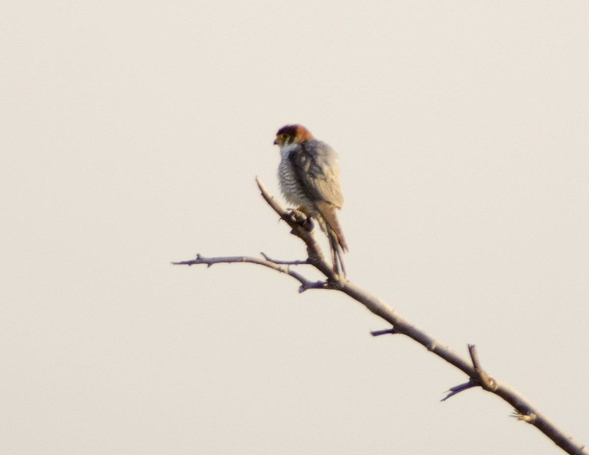 Red-necked Falcon - ML616817661