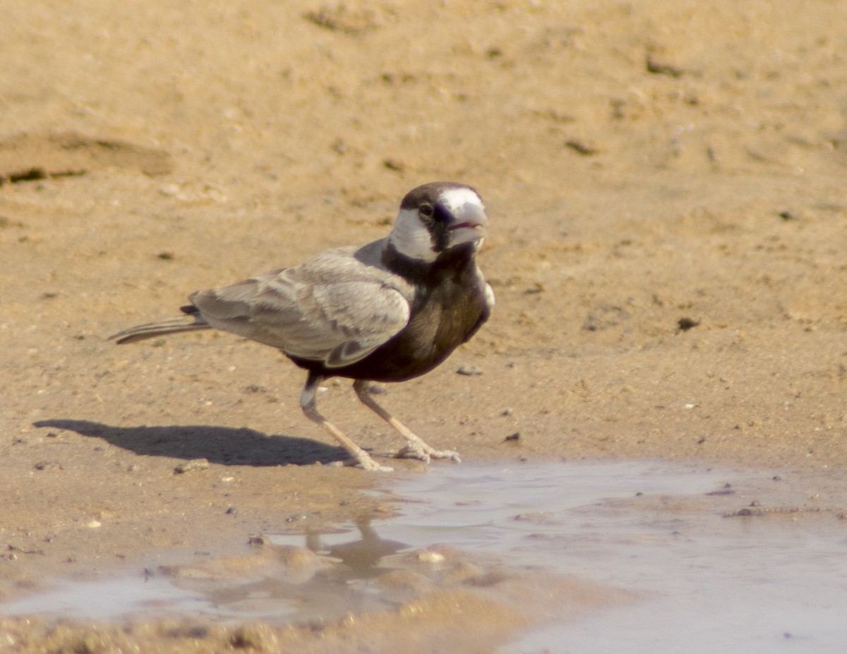 Black-crowned Sparrow-Lark - ML616817682