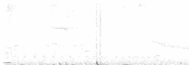 Motmot caraïbe (argenticinctus) - ML616817686
