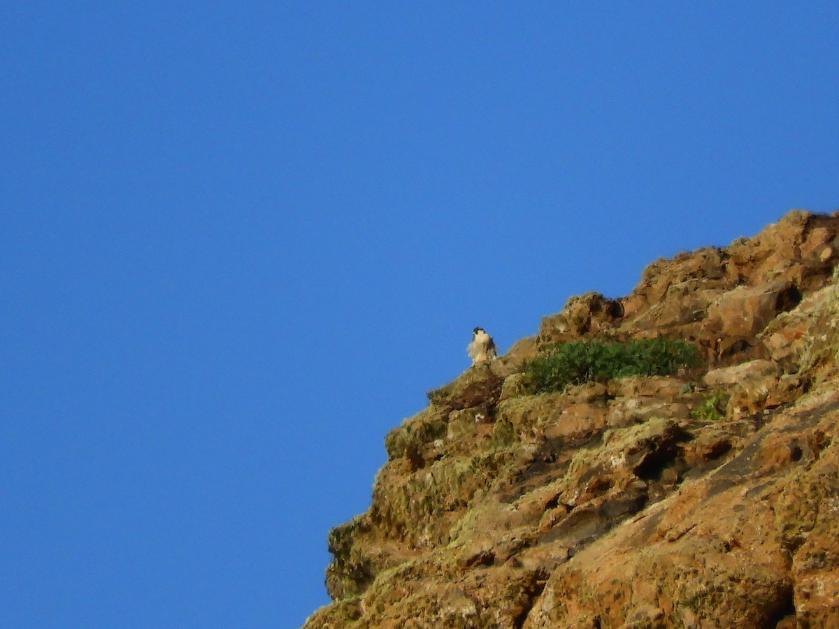 Peregrine Falcon (Barbary) - ML616817702