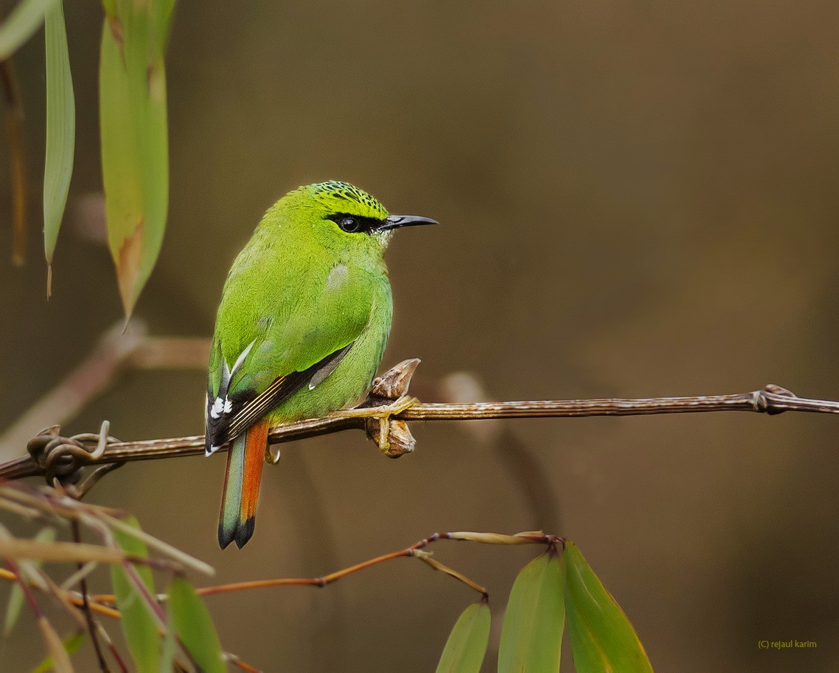 Fire-tailed Myzornis - ML616817703