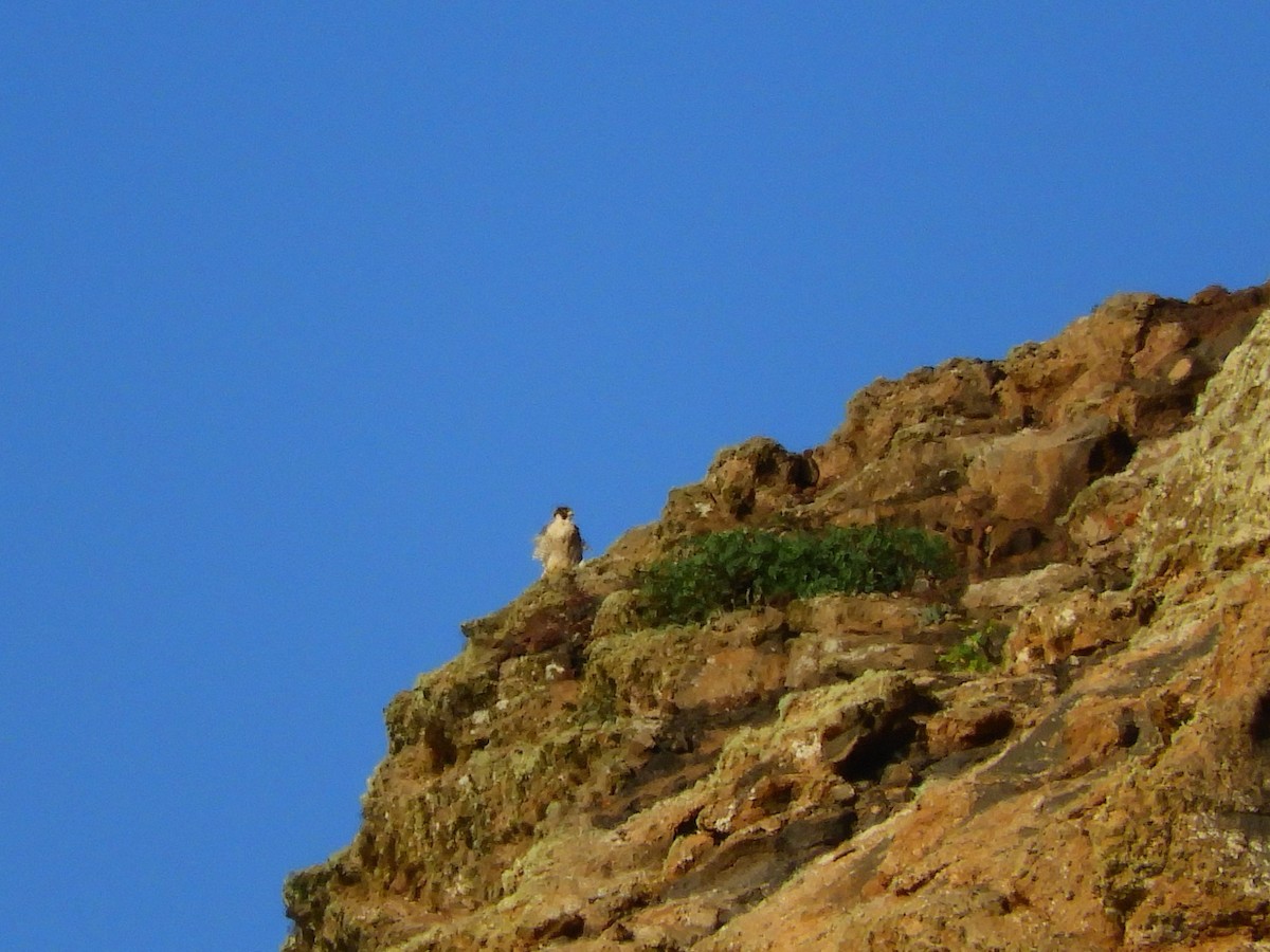 Peregrine Falcon (Barbary) - Tom Carley