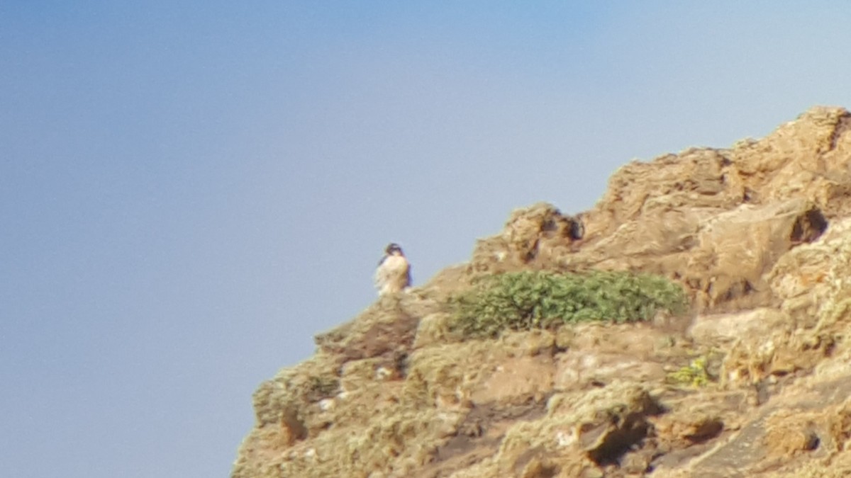 Peregrine Falcon (Barbary) - ML616817729