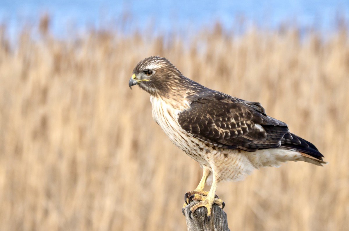 Red-tailed Hawk - ML616817733