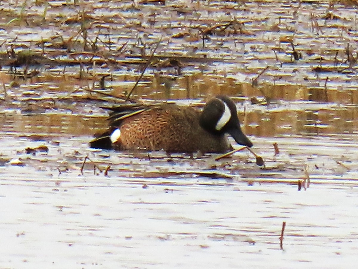 Blue-winged Teal - ML616817826