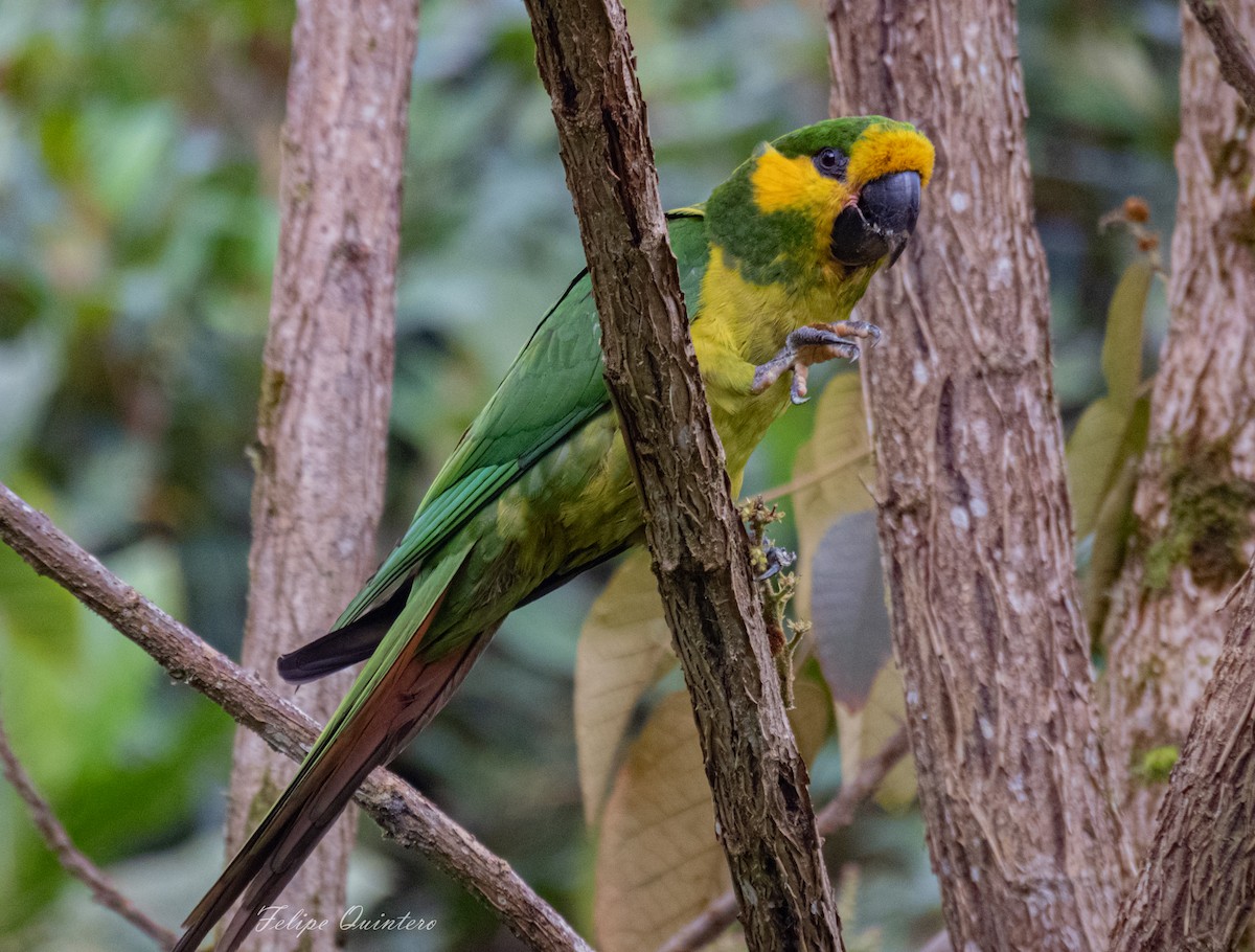Yellow-eared Parrot - luis felipe quintero contreras