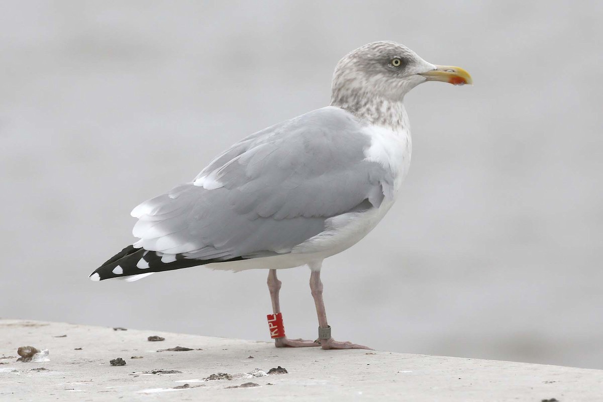 Herring Gull (European) - ML616818032