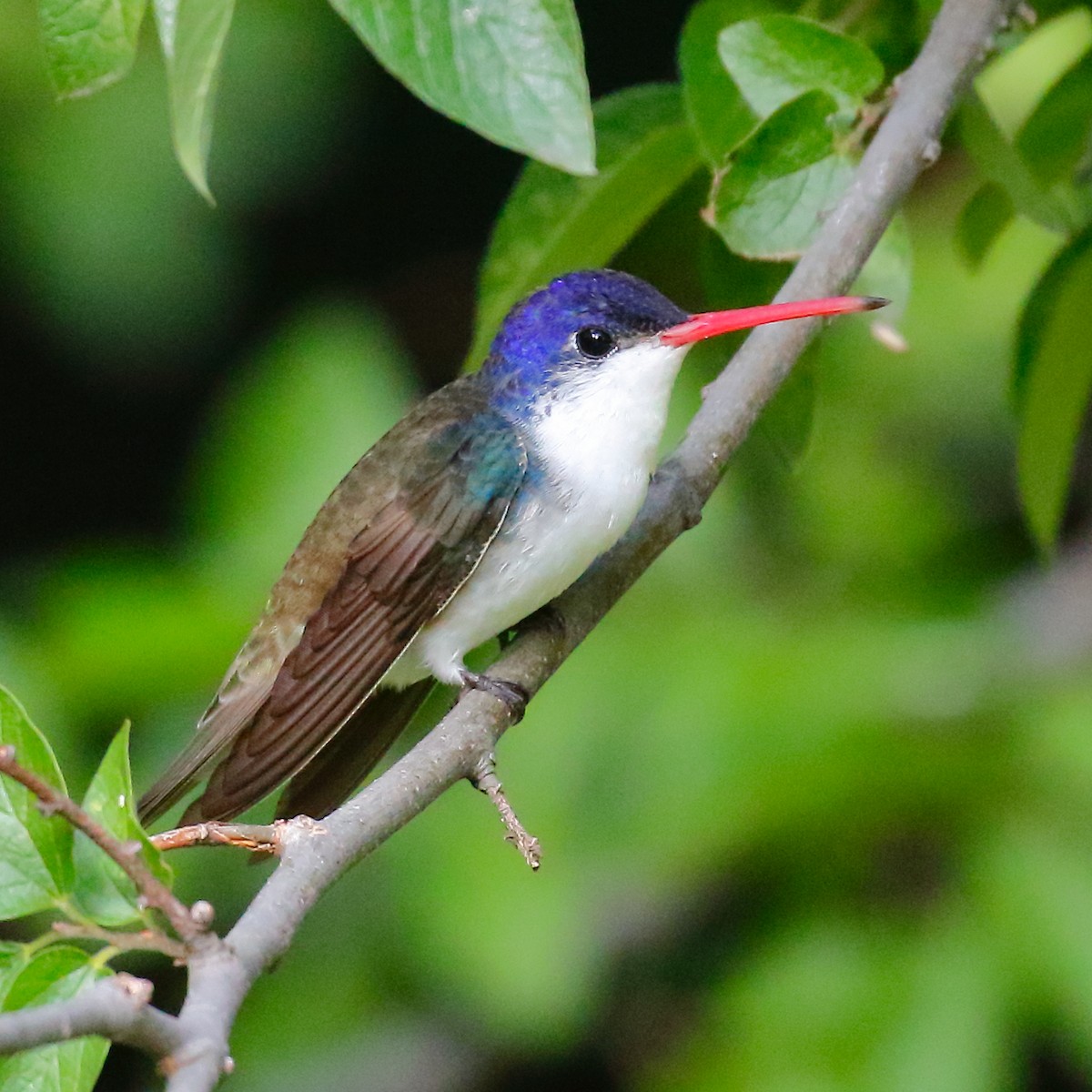 kolibřík fialovokorunkatý - ML616818048