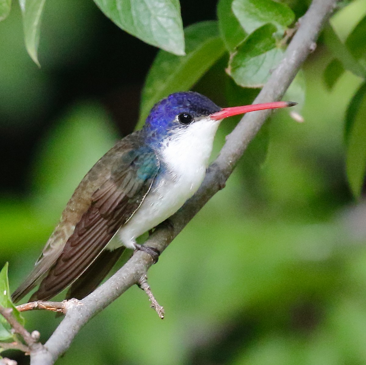 kolibřík fialovokorunkatý - ML616818049