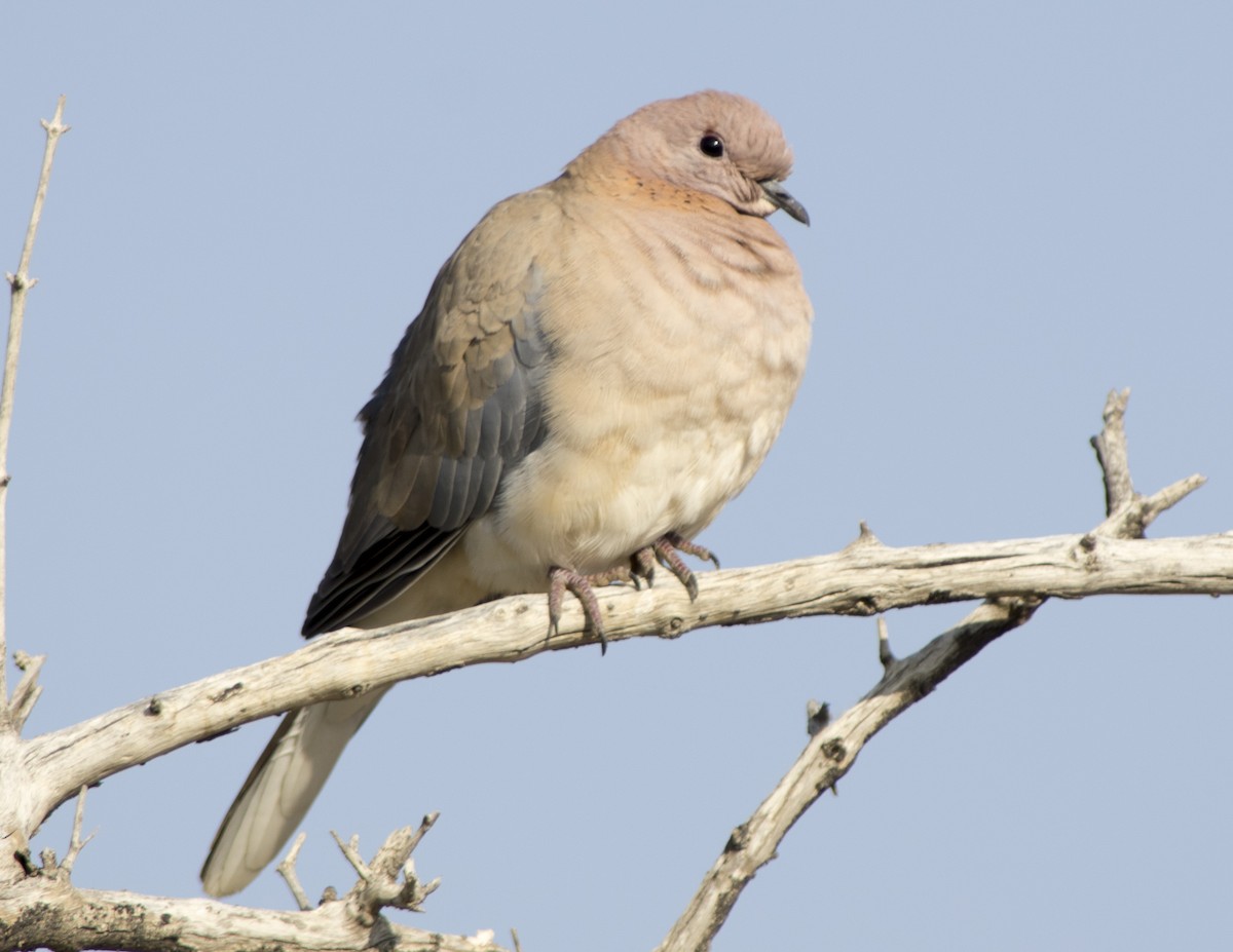 Laughing Dove - ML616818213