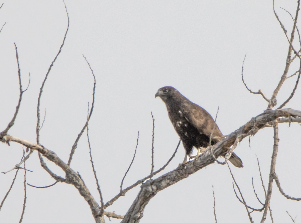 Red-tailed Hawk (Harlan's) - ML616818352