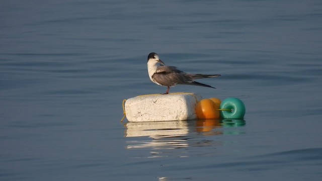 Common Tern - ML616818390