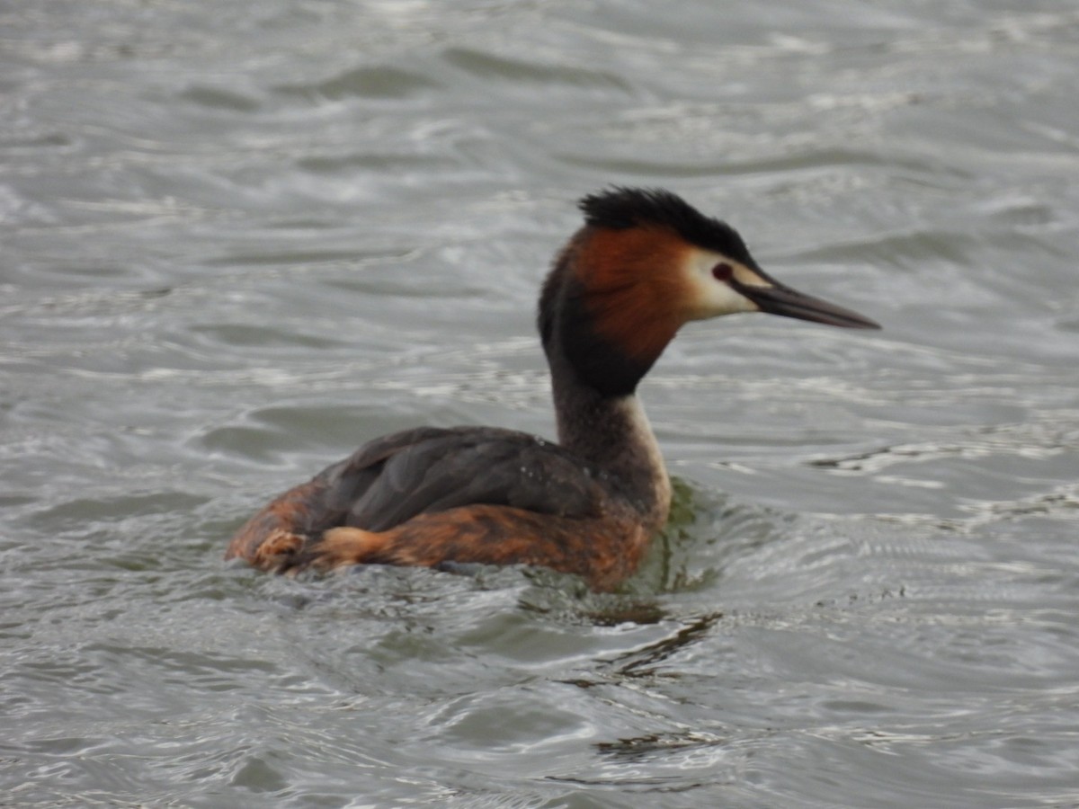 Great Crested Grebe - ML616818449