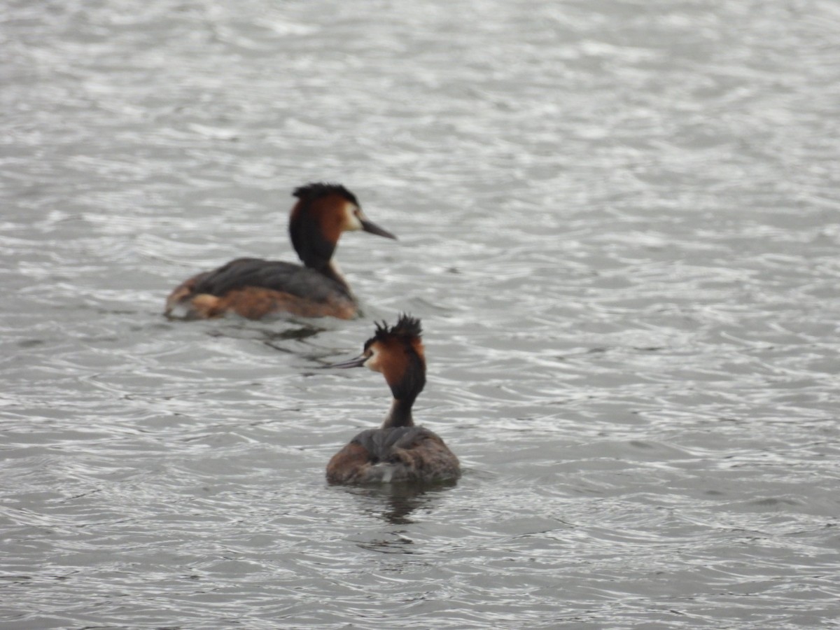 Great Crested Grebe - ML616818451