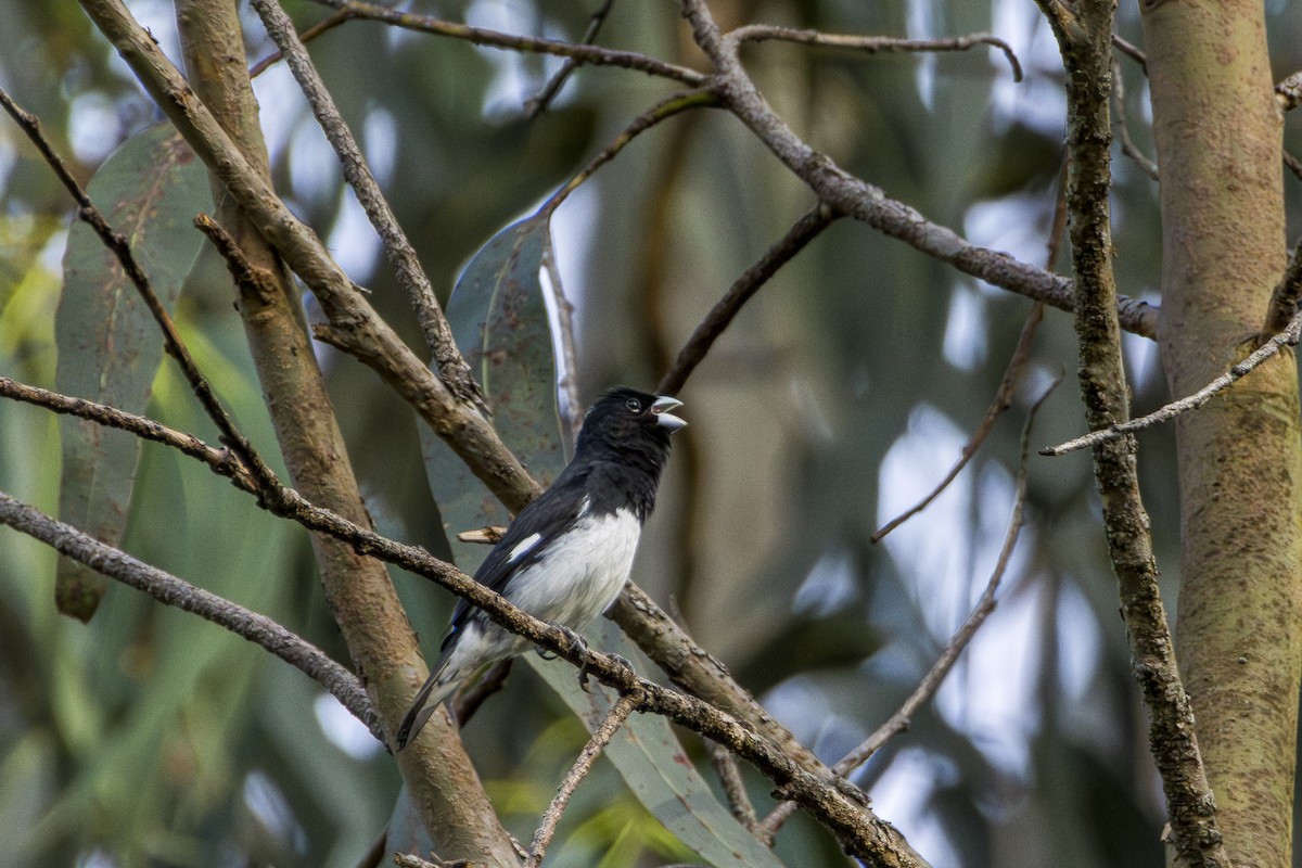 Black-and-white Seedeater - ML616818495