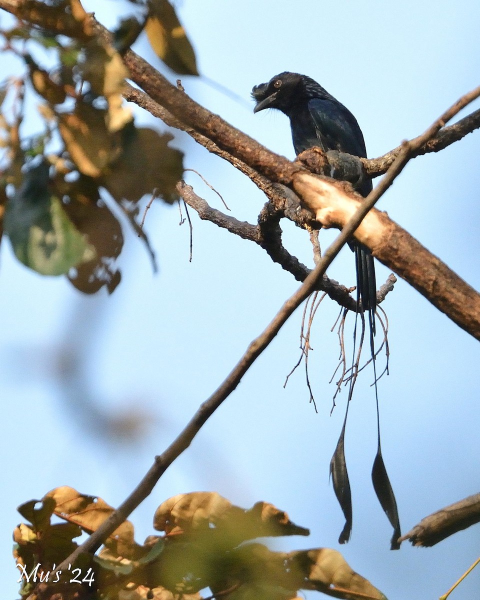 Greater Racket-tailed Drongo - ML616818501