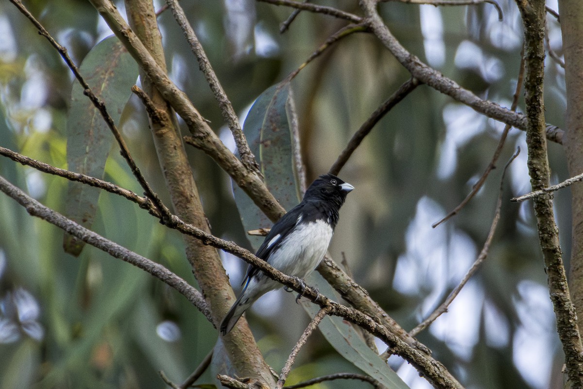 Black-and-white Seedeater - ML616818529