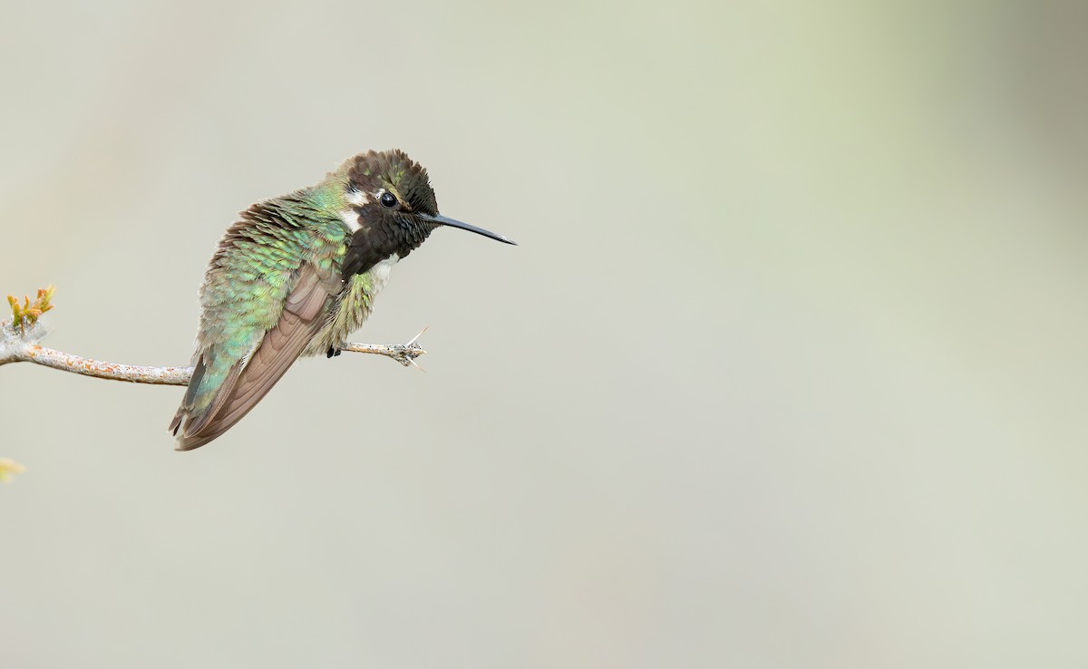 Costa's Hummingbird - Connor Cochrane