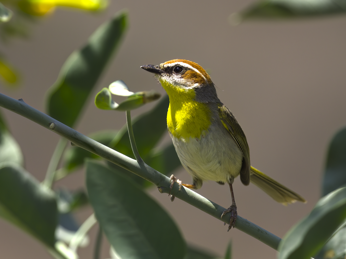Rufous-capped Warbler (rufifrons Group) - ML616818619