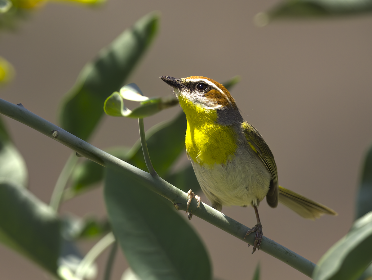 Rufous-capped Warbler (rufifrons Group) - ML616818620