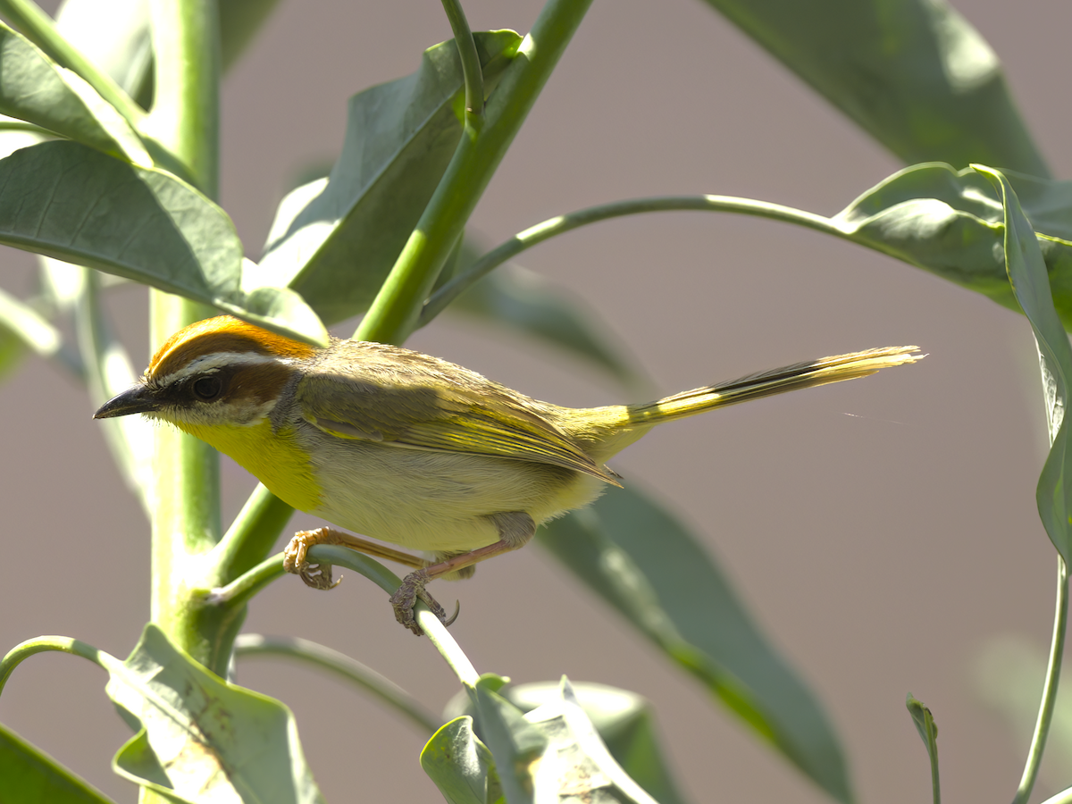 Rufous-capped Warbler (rufifrons Group) - ML616818622