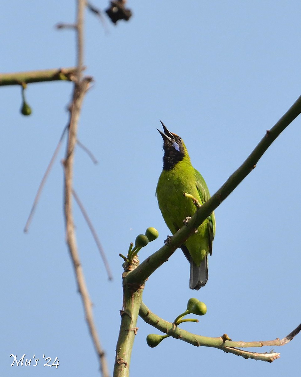 Golden-fronted Leafbird - Murali Rajagopalan