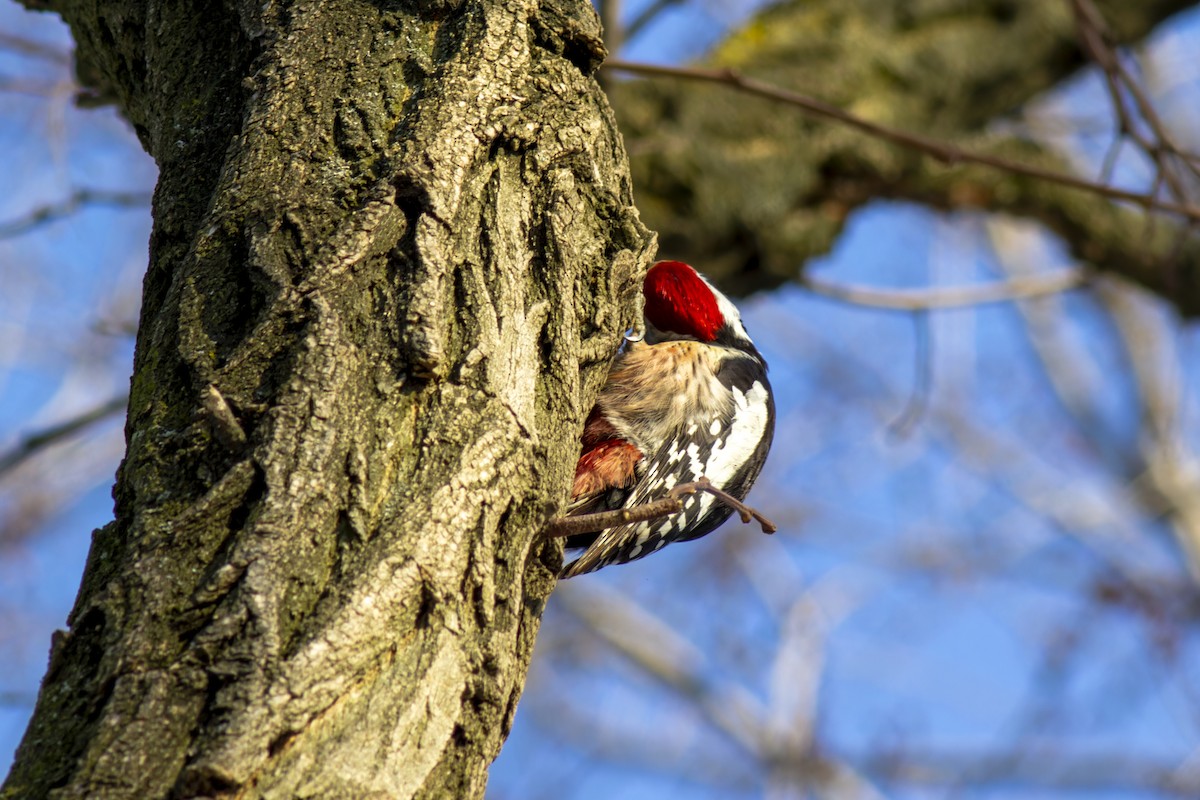 Middle Spotted Woodpecker - ML616818688
