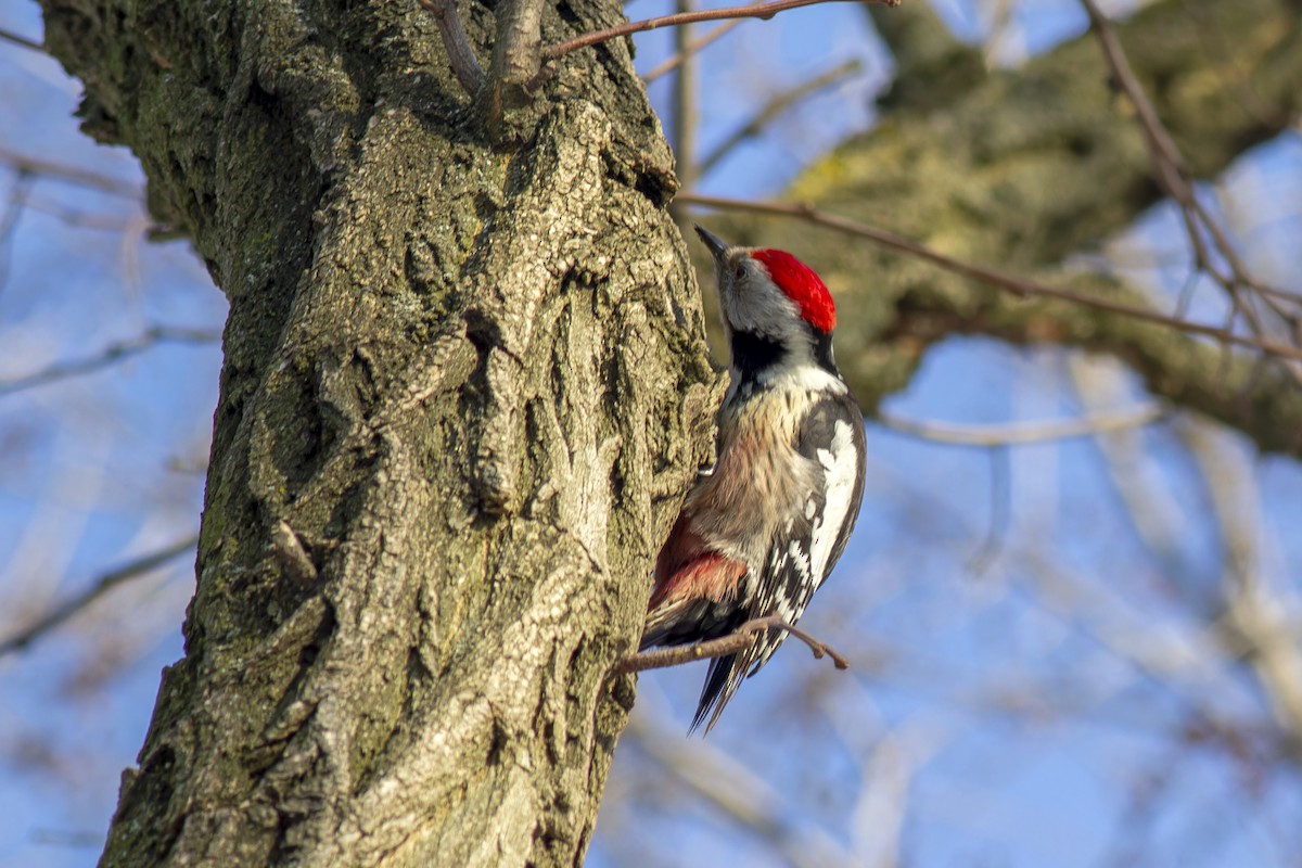 Middle Spotted Woodpecker - ML616818689