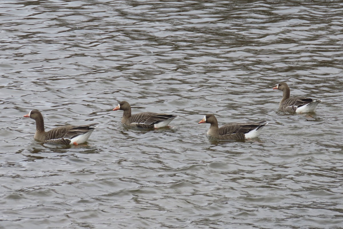 Greater White-fronted Goose - ML616818734