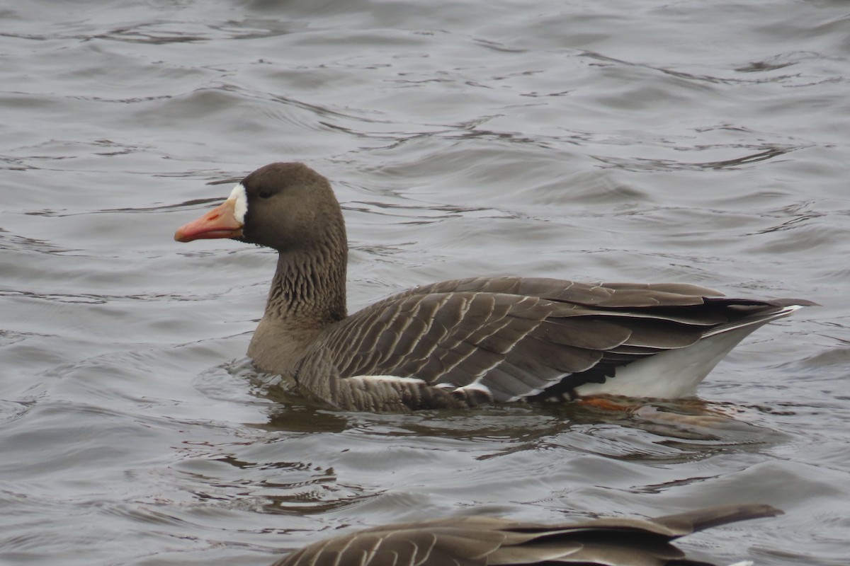 Greater White-fronted Goose - ML616818739