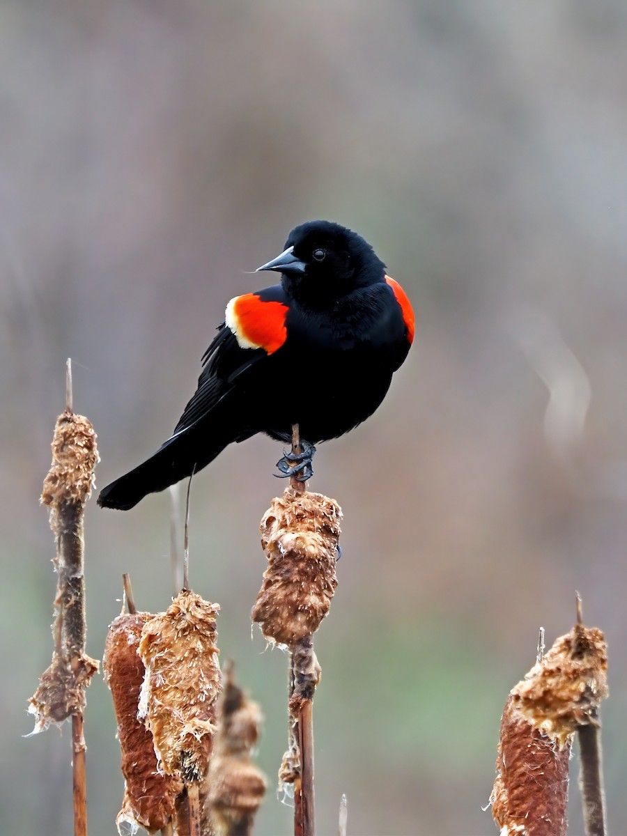 Red-winged Blackbird - ML616818876