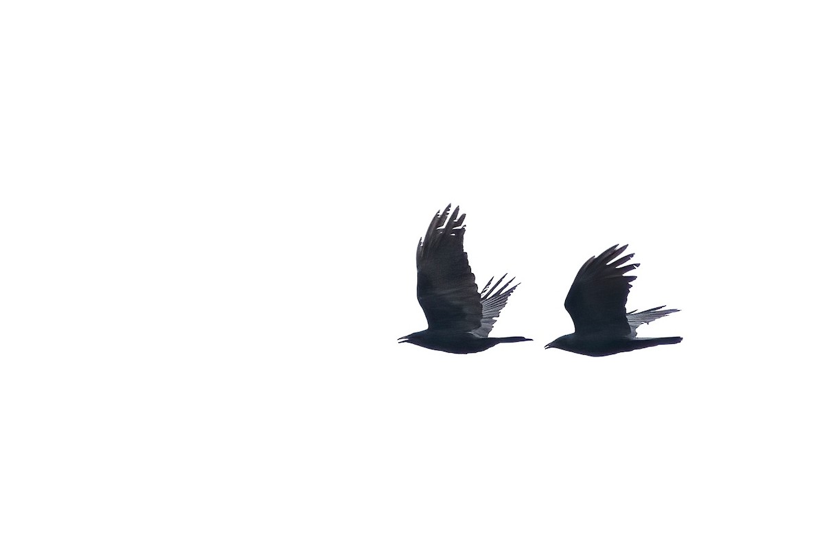 Corvus sp. (crow sp.) - ML616818887