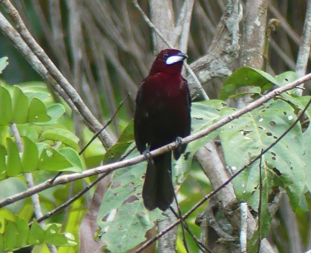 Silver-beaked Tanager - ML616818919