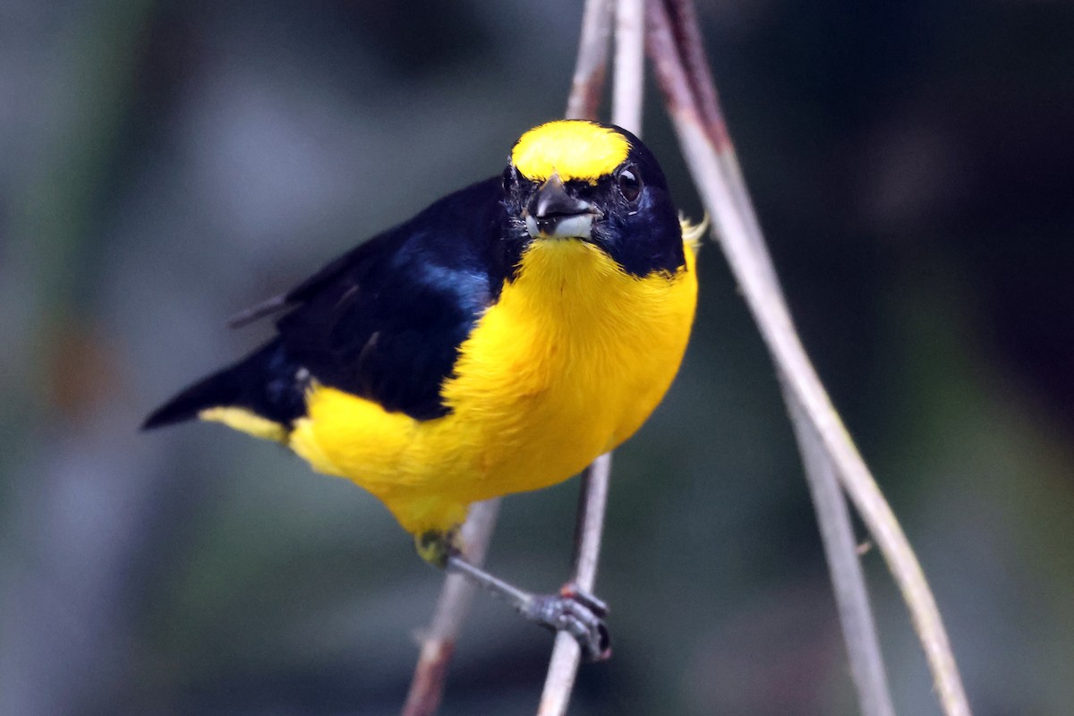 Thick-billed Euphonia (Black-tailed) - ML616818946