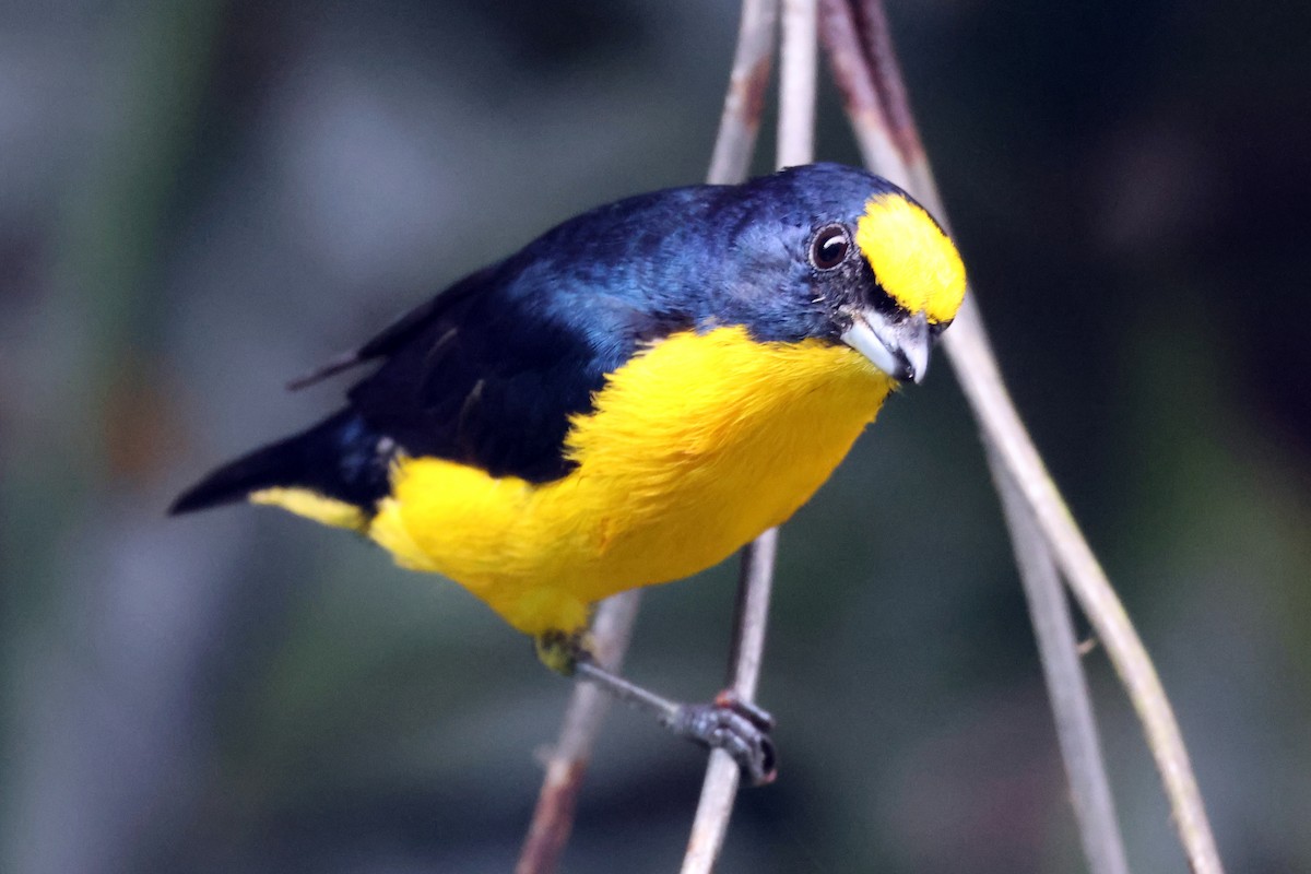 Thick-billed Euphonia (Black-tailed) - ML616818947