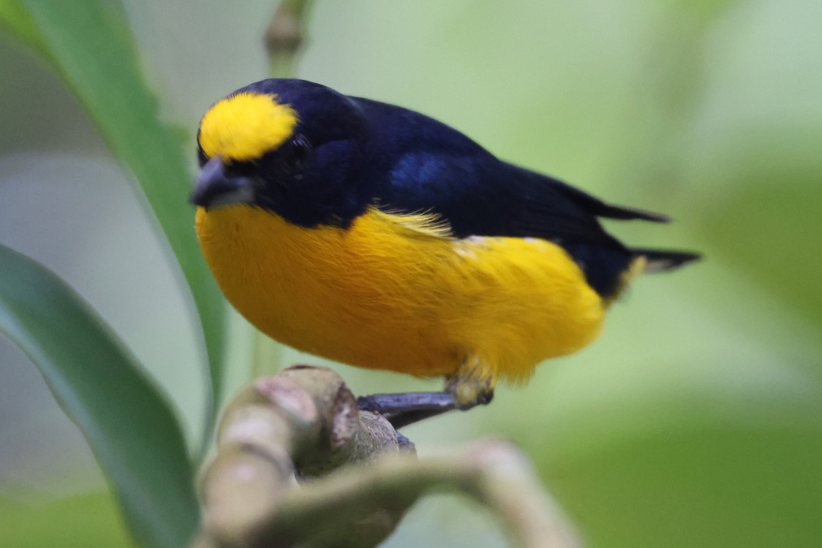 Thick-billed Euphonia (Black-tailed) - ML616818955