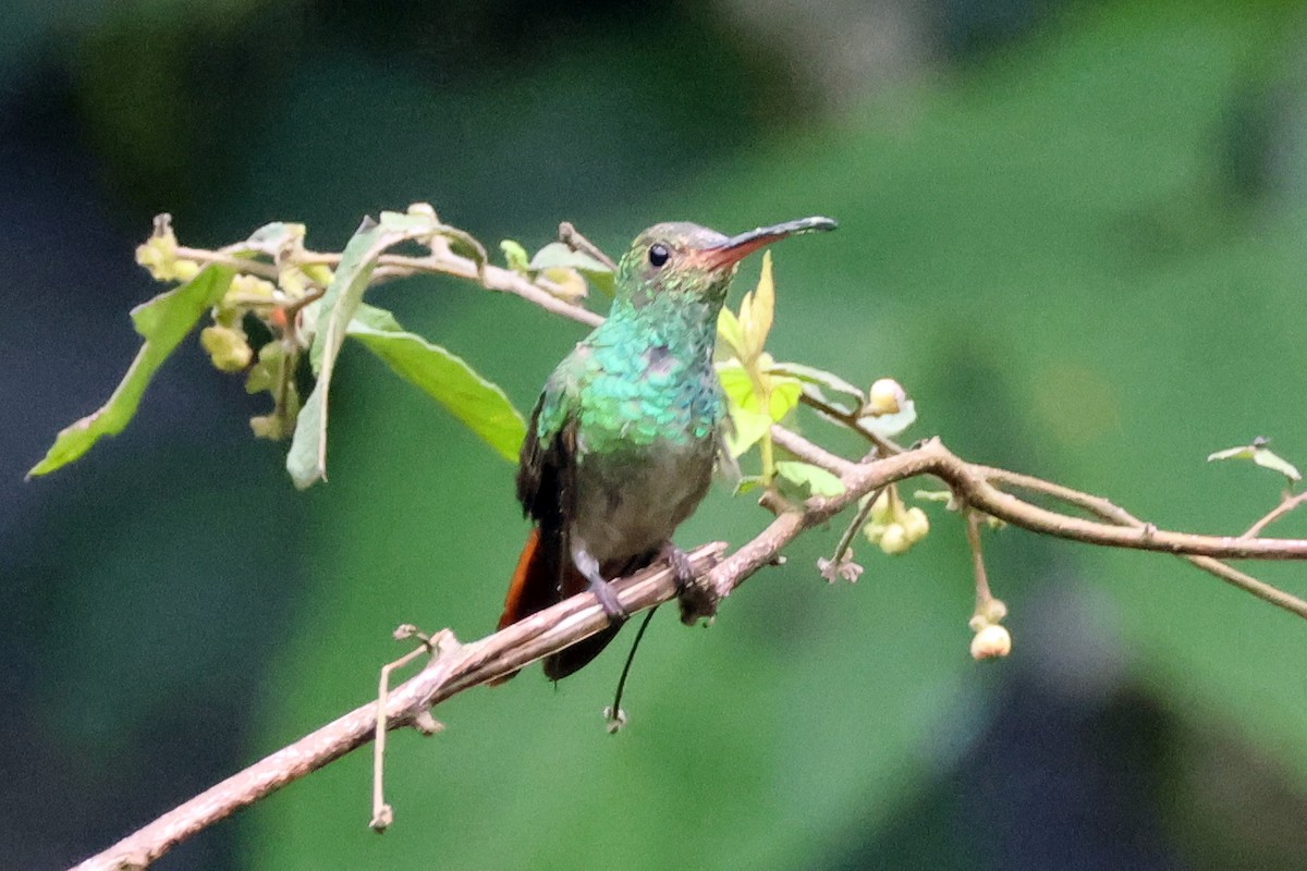 Rufous-tailed Hummingbird (Rufous-tailed) - Vern Bothwell