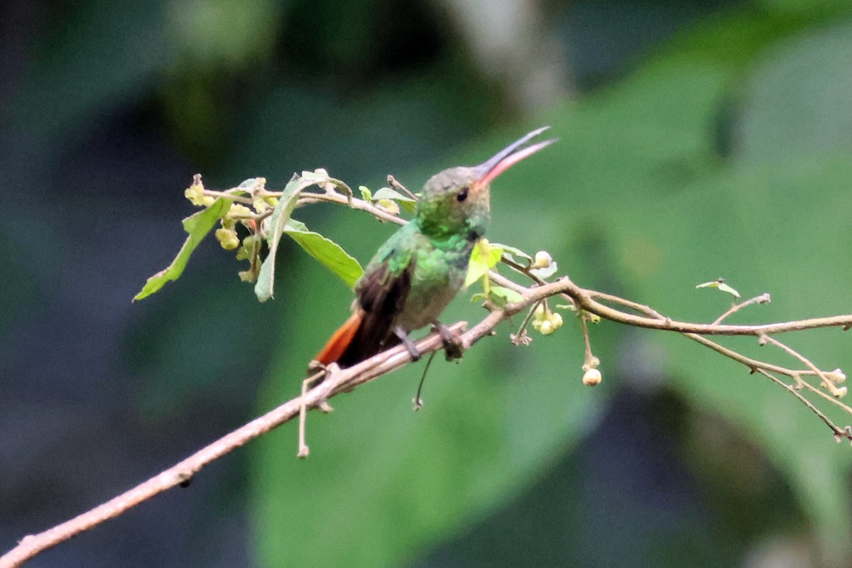Rufous-tailed Hummingbird (Rufous-tailed) - ML616818973