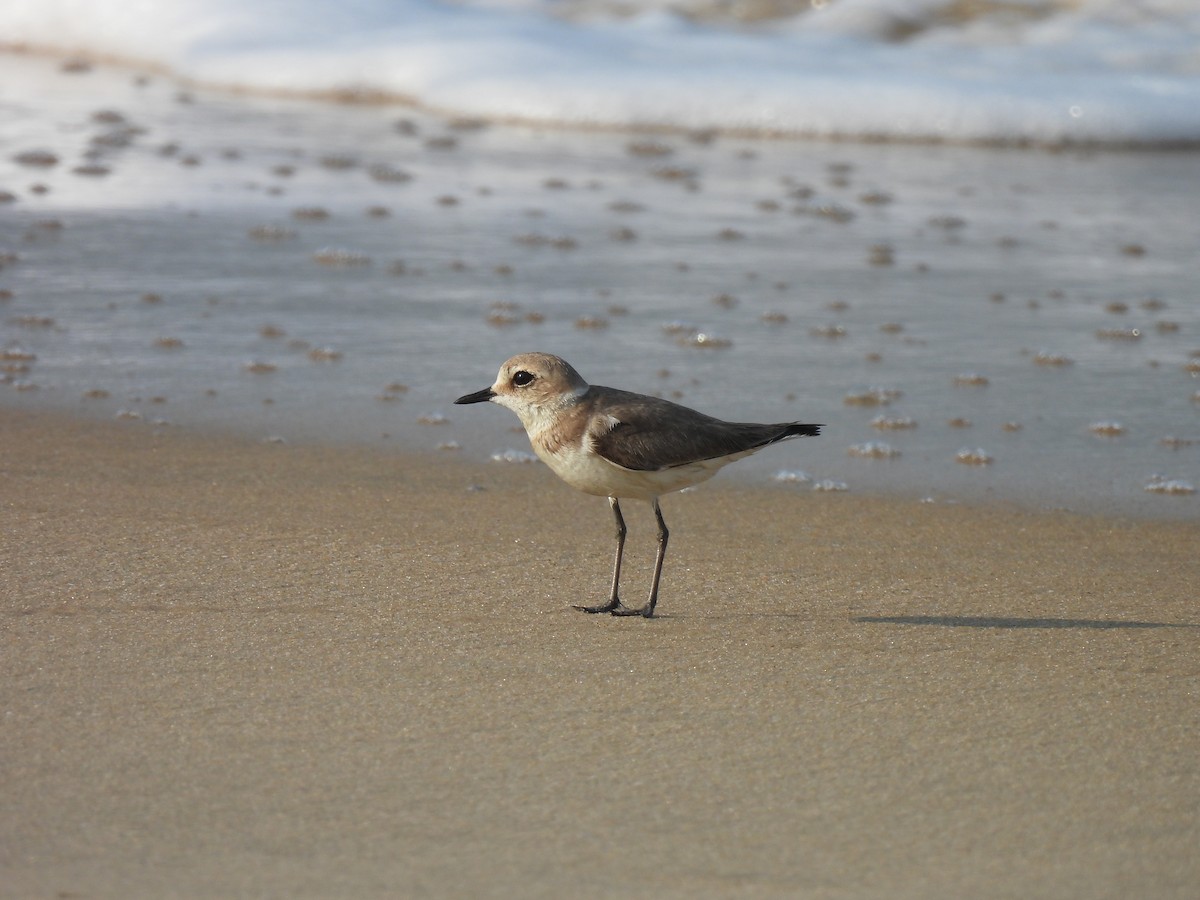 small plover sp. - ML616818976