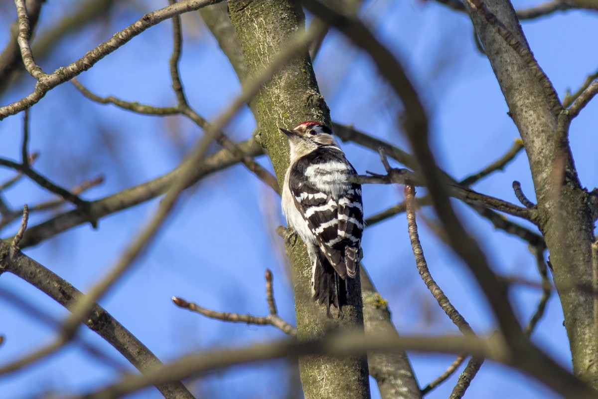 Lesser Spotted Woodpecker - ML616819001