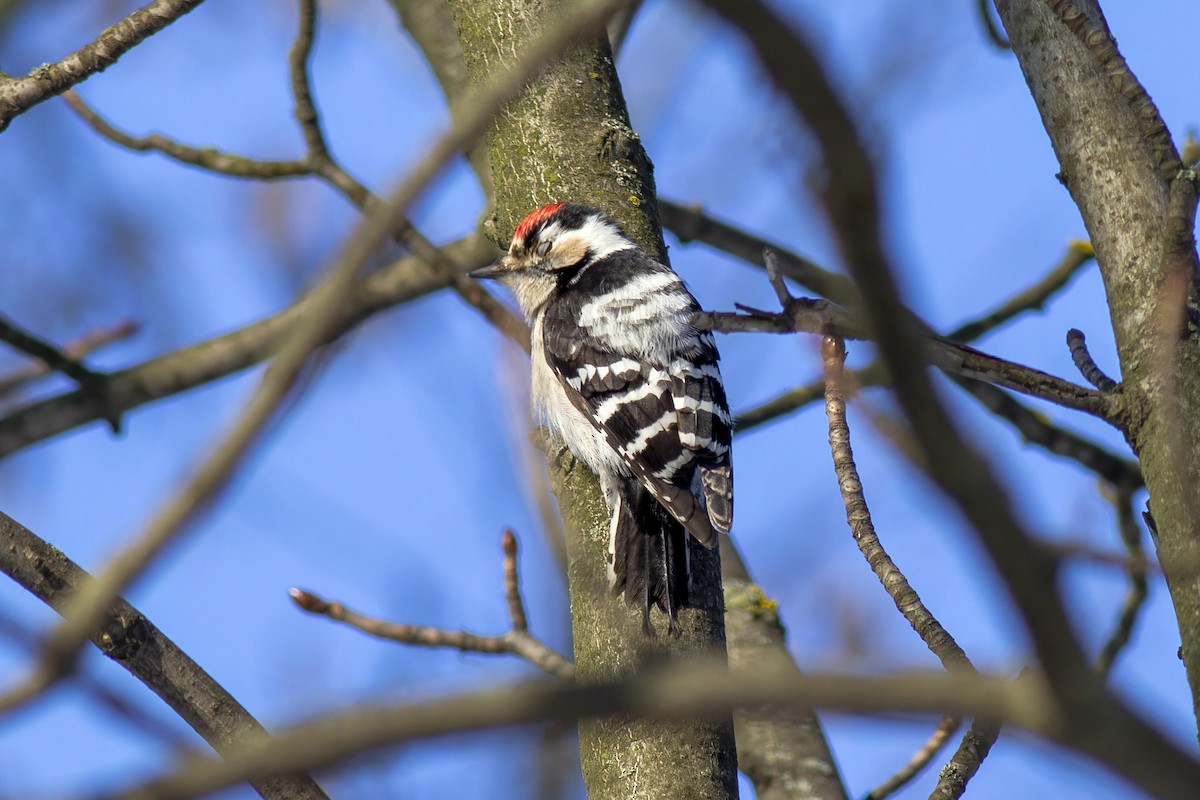 Lesser Spotted Woodpecker - ML616819002