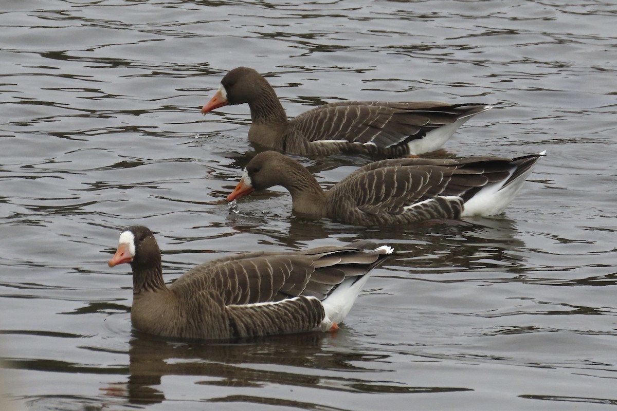 Greater White-fronted Goose - ML616819005